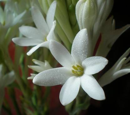 Udanta Rajnigandga Tuberose Flower Bulbs ( Tubers 28 Pcs) Single Form Garden and Pot Seed