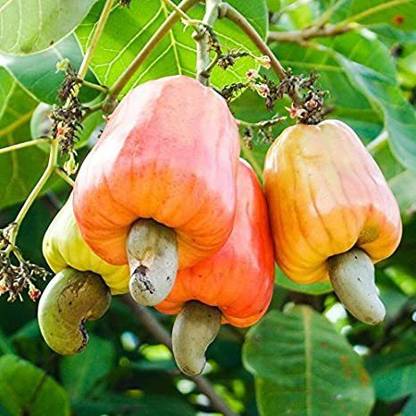 MondalNursery Cashew Apple Plant