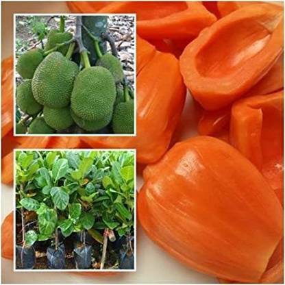 Ariya Jackfruit Plant
