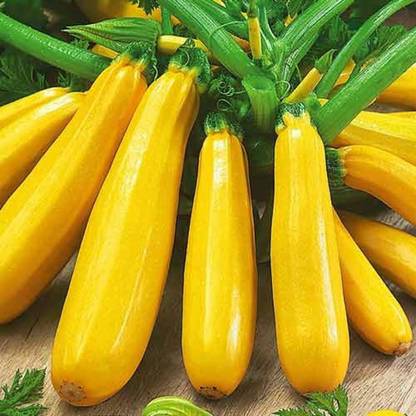 WILLVINE HUA-560 Squash Yellow/Zucchini Seeds Seed