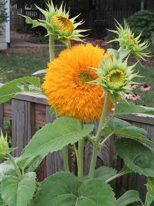 XOLDA Sunflowert teddy bear Seed
