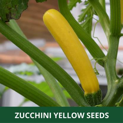 VibeX ® XXL-621 ZUCCHINI -YELLOW -SUMMER SQUASH Seed