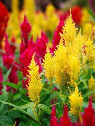 Mozette Celosia Flower Seed
