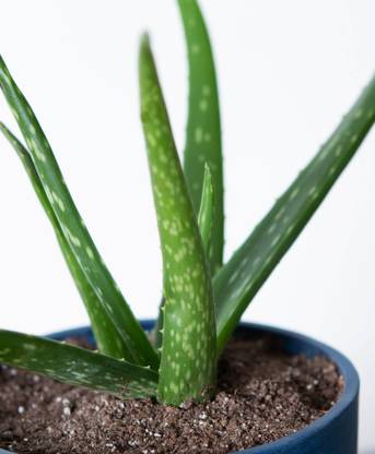 My Dream Nursery Aloe Vera Plant
