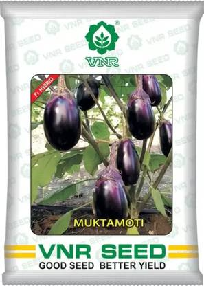 THAMMAR vnr MUKTA MOTI hybrid brinjal Seed (10 g) Seed