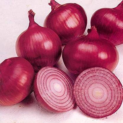 KANAYA Onion Red Kanda Vegetable Seed