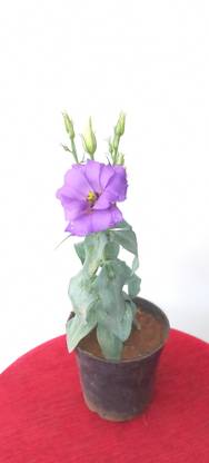 lisianthus Miniature Rose Plant