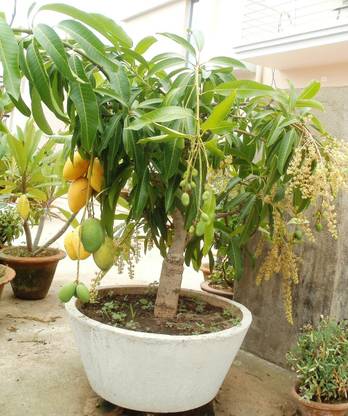 JHAMPING Mango Plant