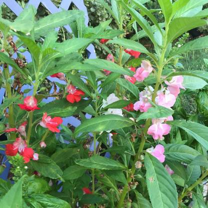 CYBEXIS Balsam Flower GMO-Free Seeds Seed