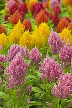 CYBEXIS XL-46 - Celosia plumose Ice Cream Mix - (60 Seeds) Seed