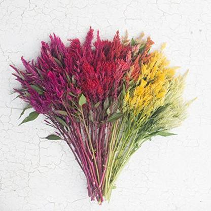 VibeX XL-80 - Celosia Plume Mix - (60 Seeds) Seed