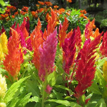 VibeX NBIR-42 - Celosia Plumosa Mixed (Hybrid) - (60 Seeds) Seed