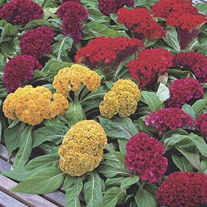 VibeX GBPUT-44 - Celosia Cockscomb dwarf mix flower - (60 Seeds) Seed