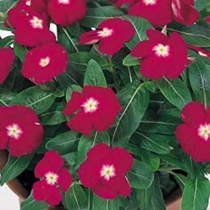 VibeX LX-47 - VINCA ROSEA CRANBERRY MIXED FLOWER - (60 Seeds) Seed