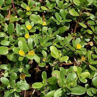 CYBEXIS NDIR-68 - Green Purslane (Portulaca oleracea) Rare Herb - (100 Seeds) Seed