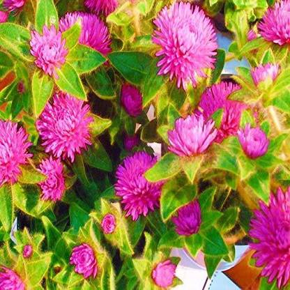 VibeX NDIR-34 - Gomphrena Globosa Strawberry Beautiful Flower F1 Hybrid - (60 Seeds) Seed