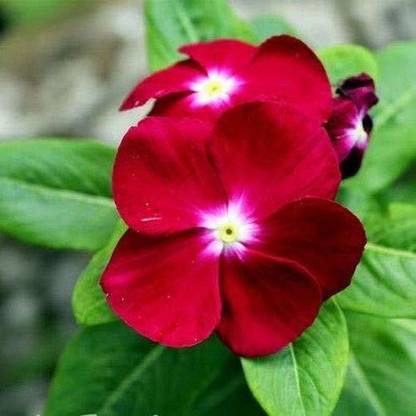 VibeX XL-46 - VINCA ROSEA CRANBERRY MIXED FLOWER - (60 Seeds) Seed