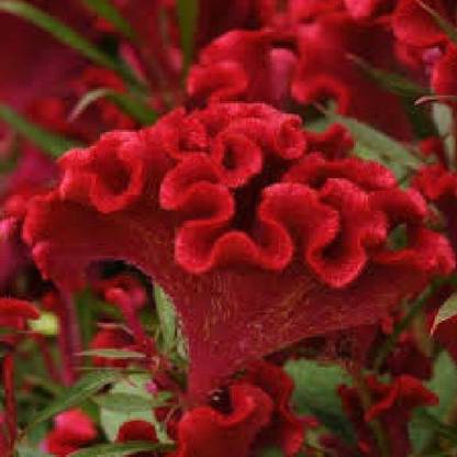 CYBEXIS XLL-1 - Cockscomb Celosia Cristata Compact Bright Red Flower - (540 Seeds) Seed
