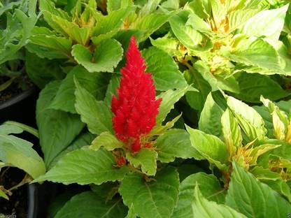 CYBEXIS Celosia Cockscomb Plants thrive in heat and sun Seed
