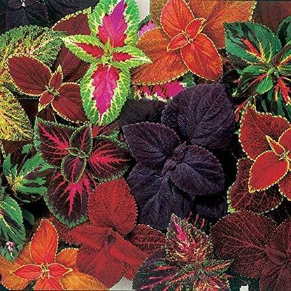 CYBEXIS Giant Exhibition Complete Mix Coleus Seeds Seed