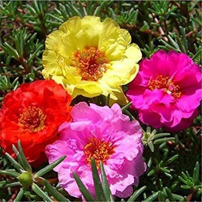 VibeX KGF -37 - Portulaca Grandiflora flower - (300 Seeds) Seed