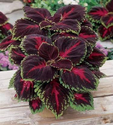 VibeX XL-46 - Rainbow Flower Coleus - (150 Seeds) Seed