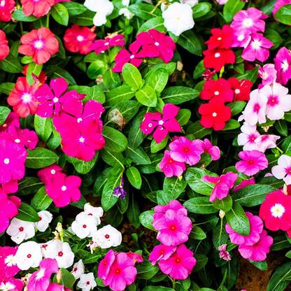 VibeX PUAS-60 - Vinca Medi Trailing Vinca F1 Hybrid Mix Color - (180 Seeds) Seed
