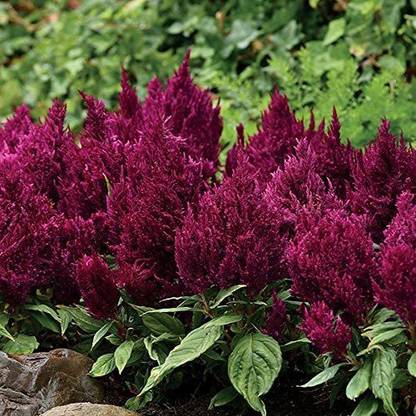 VibeX VXI-19 - Celosia First Flame Purple - (60 Seeds) Seed