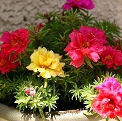 VibeX GBPUT-61 - Portulaca Mix Flower For Home Gardening - (100 Seeds) Seed