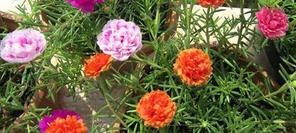 Lorvox 32 'o Clock Flower Seed