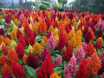 CYBEXIS LX-13 - Celosia Flower - Mixed Color Flower - (60 Seeds) Seed