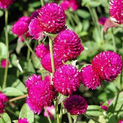 VibeX GBPUT-95 - Gomphrena Purple Flower Desi Summer Variety Special - (540 Seeds) Seed