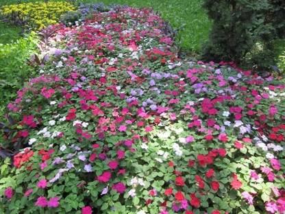 VibeX HUA-82 - IMPATIENS WALLERIANA-CHINESE BALSAM-PLANT - (30 Seeds) Seed