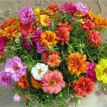 ACCELCROP 23 'o Clock Flower Seed