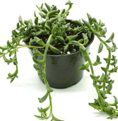 Gachwala String of Dolphins (Senecio peregrinus), Live Indoor Plant, Rare Plant with Pot Seed