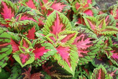 CYBEXIS KGF -3 - Coleus easy to grow low maintenance plants - (150 Seeds) Seed
