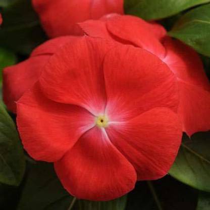CYBEXIS Vinca Pacifica Orange seeds Seed