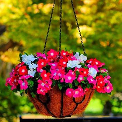 CYBEXIS Vinca Medi Trailing Vinca F1 Hybrid Mix Color Seeds Seed