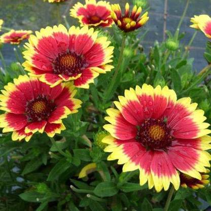 VibeX XLL-52 - GAILLARDIA ARISTATA - (180 Seeds) Seed