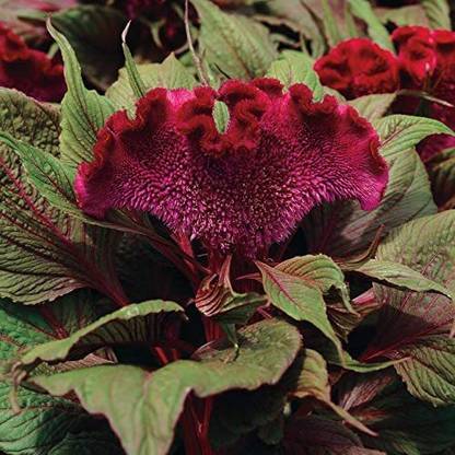 VibeX LX-13 - Crested Celosia Dracula Flower - (60 Seeds) Seed