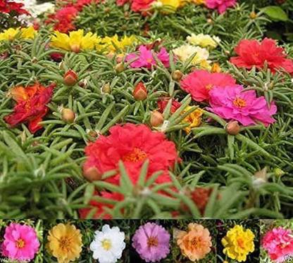 VibeX NBIR-59 - Portulaca Sundial Mix - (100 Seeds) Seed