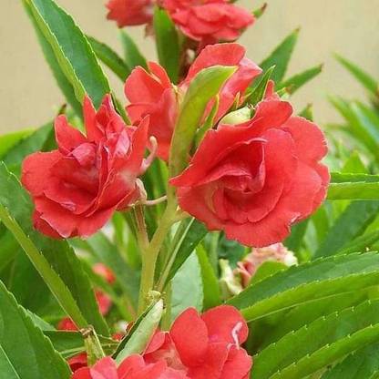 CYBEXIS LX-30 - Balsam Double Mixed Flower Desi - (90 Seeds) Seed