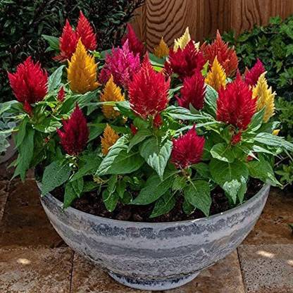 CYBEXIS Kimono Mix Celosia Seeds, Desnly-Packed Feathery Flowers Seed