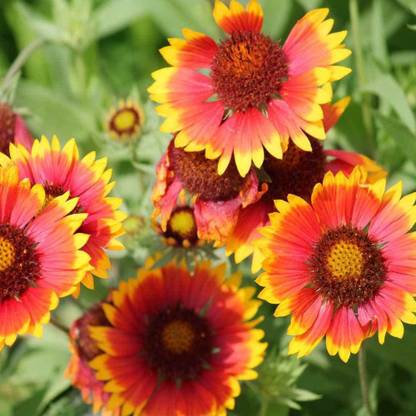 KANAYA Gaillardia Flower Seed