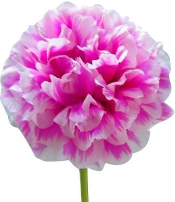 VibeX VXI-53 - Portulaca Grandiflora Flower - Pink - (100 Seeds) Seed