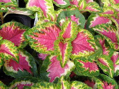 CYBEXIS TLX-7 - Coleus KONG SALMON PINK - (150 Seeds) Seed