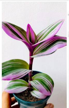 Gachwala Wandering Jew Seed