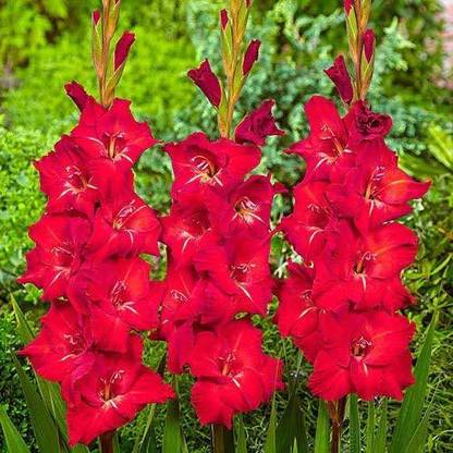 Udanta Gladiolus|Sword lily|Gladioli Flower Bulbs Red For All Season (25 Bulbs Set) Seed
