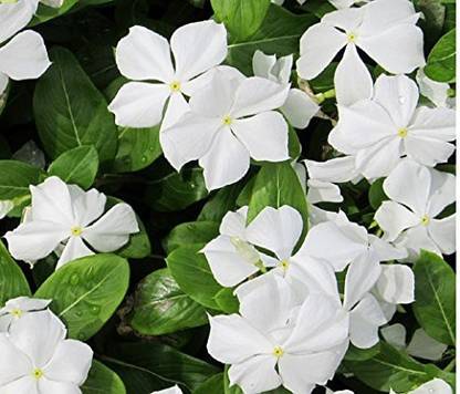 CYBEXIS XL-12 - Vinca mixed Periwinkle mixed Flower Desi - (60 Seeds) Seed