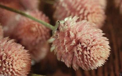 CYBEXIS TLX-75 - Gomphrena - Salmon - Globe Amaranth - (60 Seeds) Seed